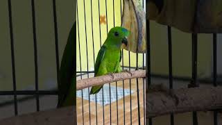 Download Lagu ini Juga Termasuk Rekomendasi Burung Masteran #burung #kicaumania #qinarabanyuwangi MP3