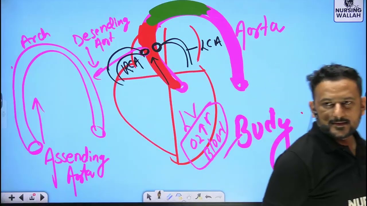 8   Cardiovascular System 08   Anatomy and Physiology of Heart Part