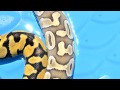 Ball Python Shed Stage 4....and more Ball Python Shed Stage 4....and more