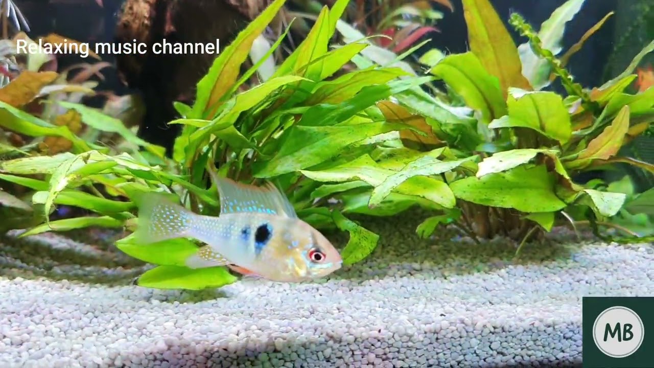 Aquarium Video with soft Music to relax ,study and deep sleep