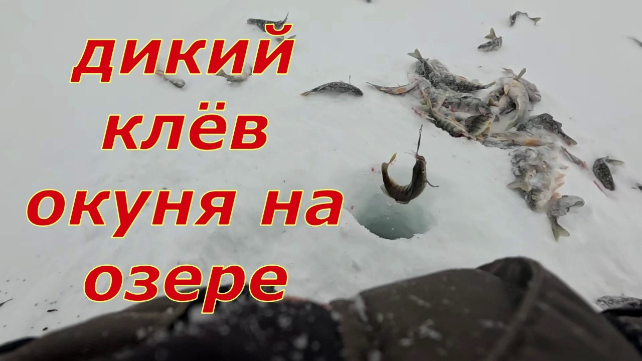 Попали на раздачу окуня на озере Имитуй. Рыбалка со зрителем.