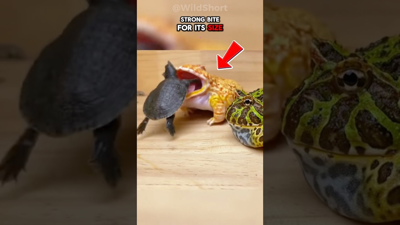 This Frog Eats Mice, Birds… and Even Other Frogs!🐸