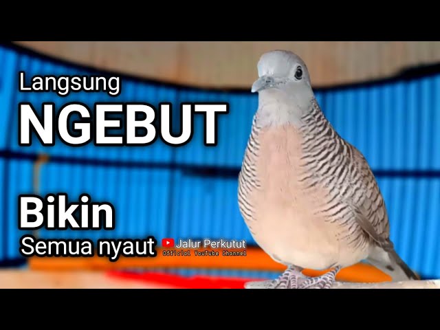 PERKUTUT LOKAL GACOR suara besar - PANCINGAN TERCEPAT (100% MANJUR) SUPER AMPUH class=