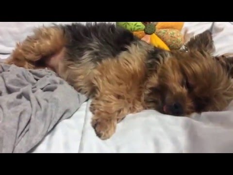 yorkie snoring yorkie snoring yorkie snoring yorkie snoring