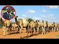 MERU DECLARES CAMELS BANNED! Governor Mutuma issues tough warning, orders herders out.