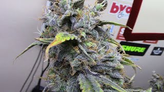 S16:E3 Mephisto Genetics, autoflower cannabis grow, Sour Stomper X4