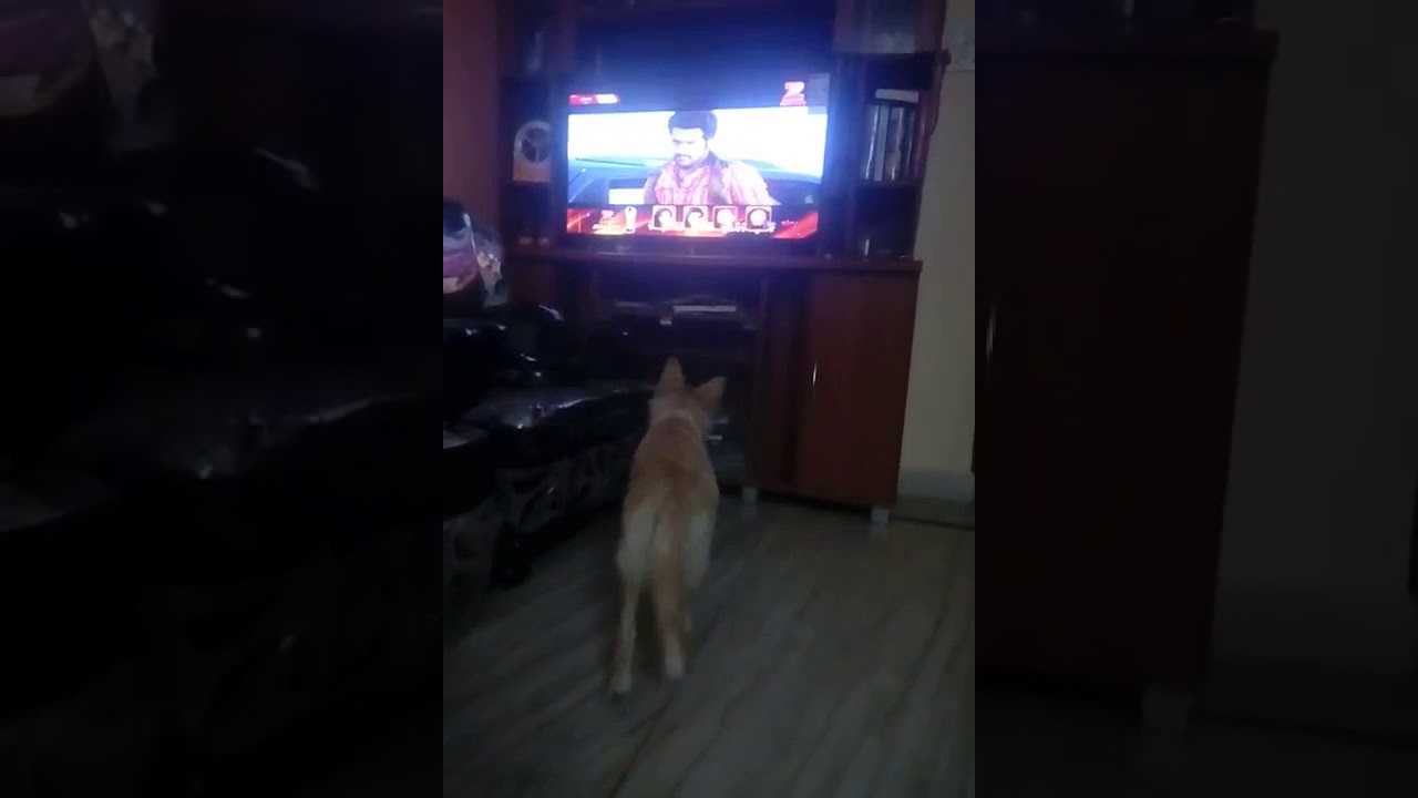 My dog watching tv 