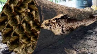 What happens when a 200-year-old tree is sawed? Watch and see screenshot 2