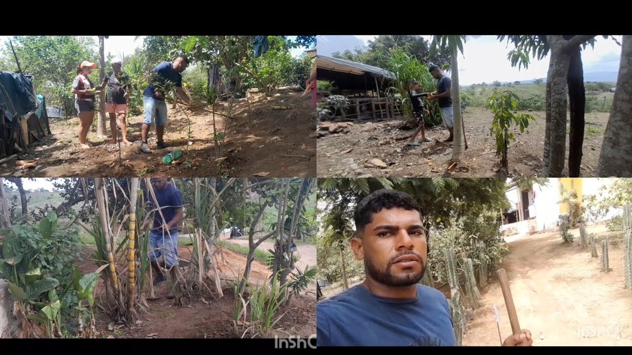 HOJE FOI DIA DE PLANTAR AS MANDIOCA 