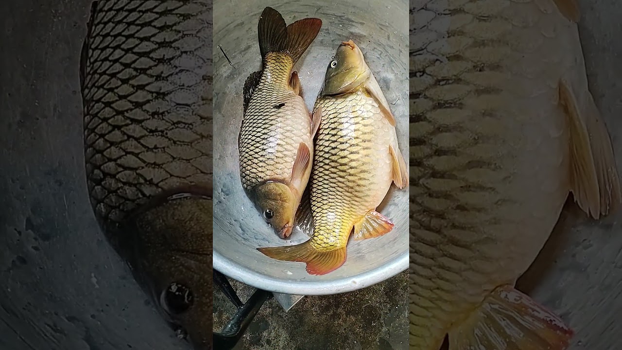 Very Big American Carp Fish selling