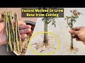 How to Grow Rose From Cutting || Top Secrets to Grow Rose From Cutting Faster
