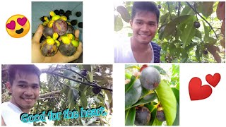 Confirm! Namunga jod 😁 climbing up  the Mangosteen tree.