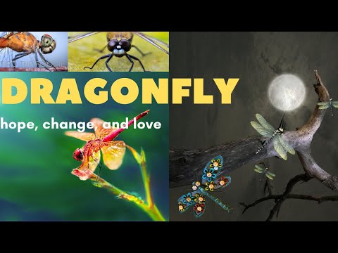 Video: Dragonfly Bites, Life Span, Migration, Environmental Benefits