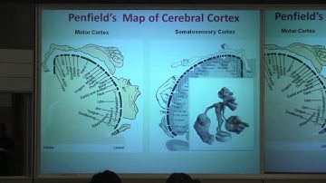 Part 3 - Cerebral Cortex