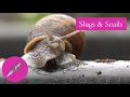 50 years of Slugs & Snails, My Own Experiences