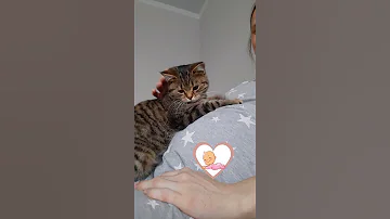 Кошка чувствует малыша 🤰? Беременность и кошка.