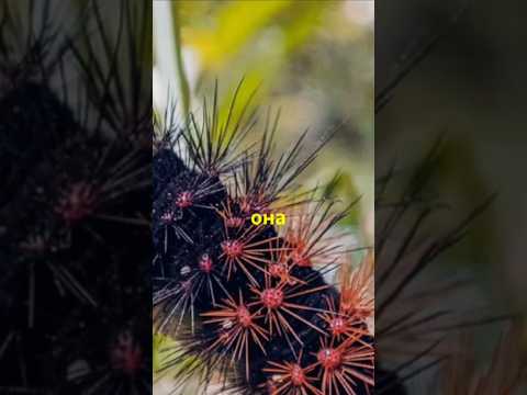 Топ самых необычных способов защиты у животных #природа #факты #животныймир
