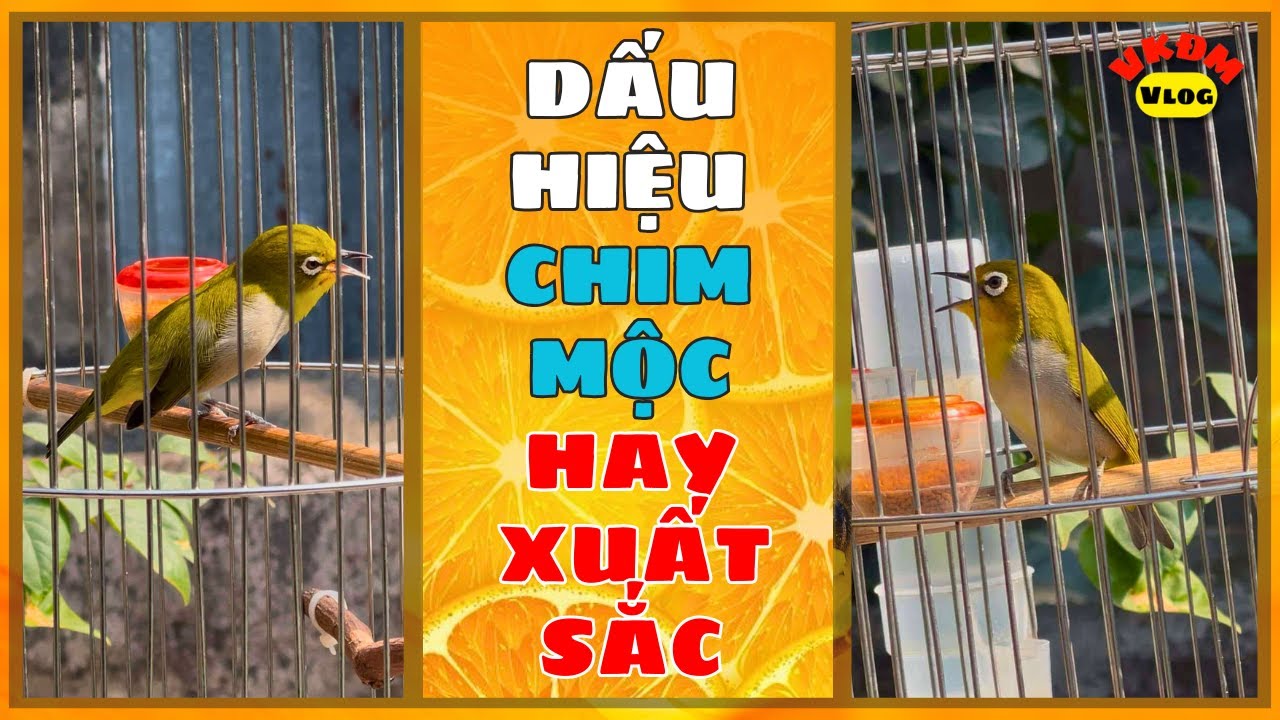 Chim mộc xuất sắc là như thế nào ???| VKĐM