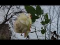 تتمايل على نسمات الخريف