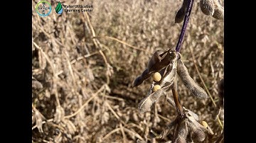 Soybean hail damage at harvest