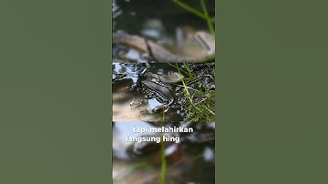 FAKTA UNIK ULAR EASTERN DIAMONDBACK RATTLE SNAKE !!
