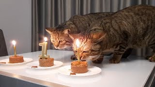 Kittens Mimi and Leo are 1 year old. Happy birthday