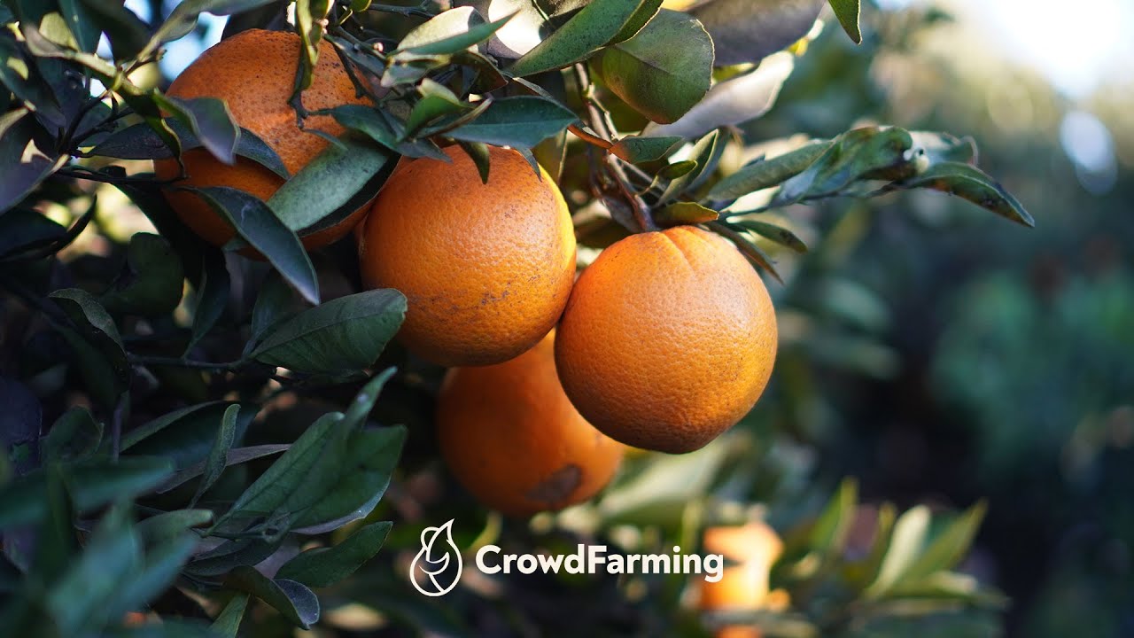 Orangen direkt vom Landwirt