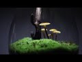 Making a Mushroom Terrarium "Mushrooms in Teardrop"