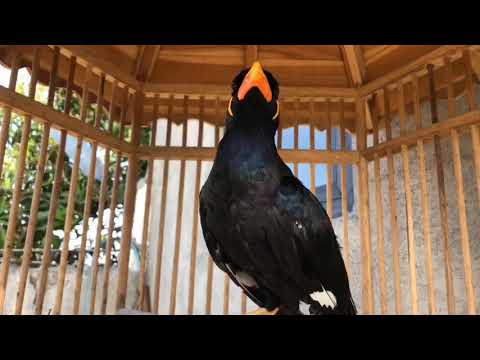 PANCINGAN SUARA BURUNG BEO MEMANGGIL DI LANJUT SIUL AMPUH BIKIN NYAUT