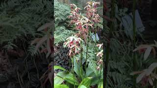 #shorts Sydney Botanic Gardens Orchid House!  #orchids #orchidflower