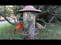 Feeding Frenzy-Backyard Birds_10-1-22