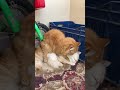 يا بندق اتهد بقي