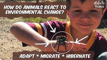 How Animals React to Environmental Change (Adapt, Migrate, Hibernate)