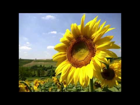 Весільна Запитай у серця