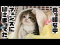 茂みのフェンスにはさまって動けなくなってた子猫を保護しました。