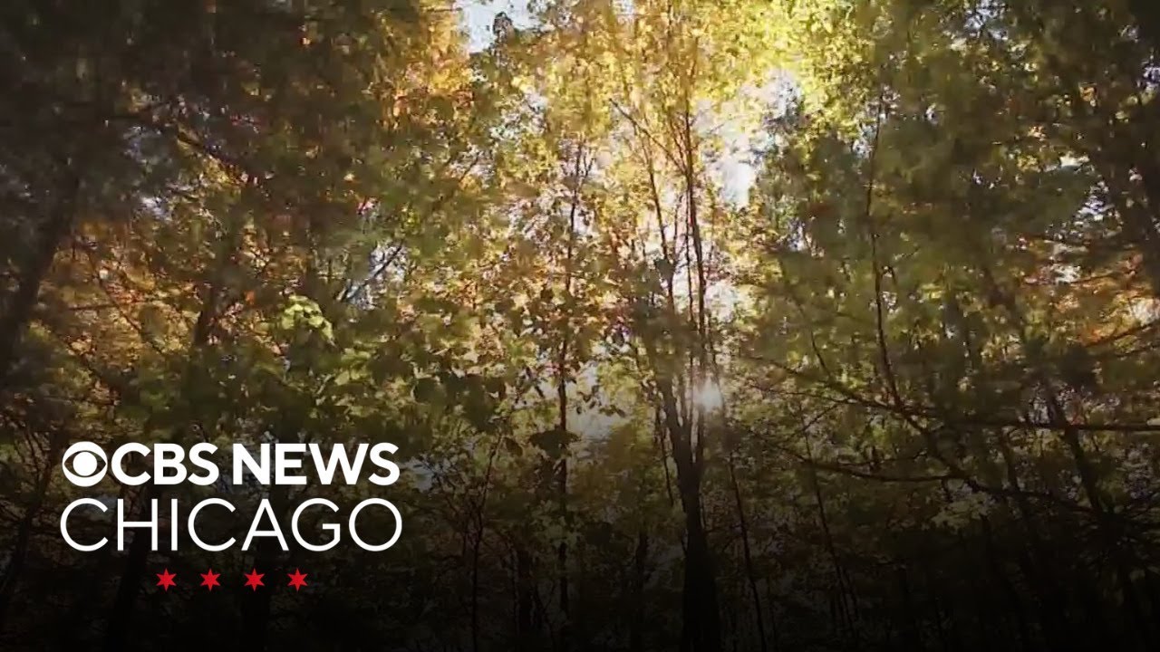 Highest level mold count recorded in more than a decade