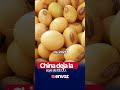 Pekín redujo casi por completo sus compras de soya estadounidense