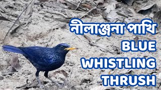 Blue Whistling Thrush | নীলাঞ্জনা পাখি | Satchari National Park