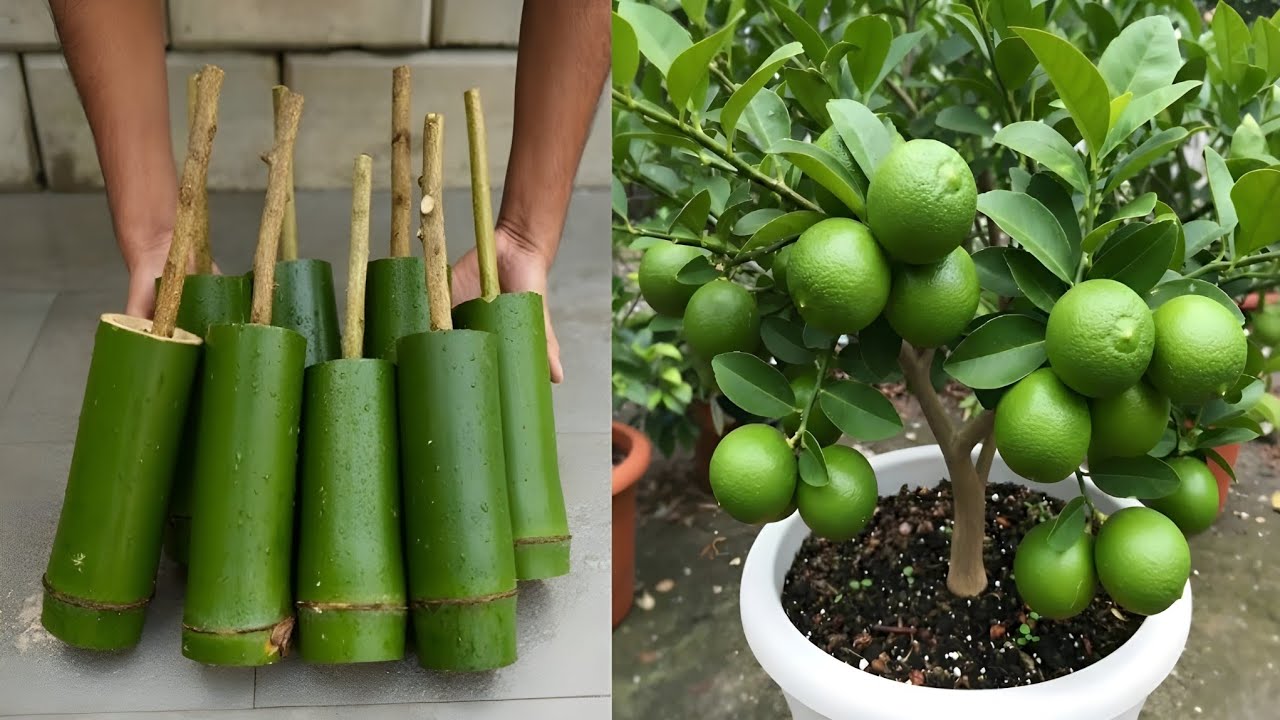 Propagation Lemon Tree From Cuttings..