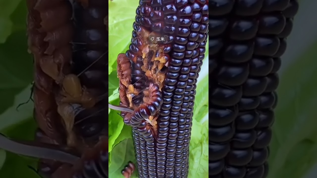 Black Corn 