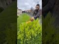 So satisfying ⚔️ #landscape #garden #satisfyingvideo #lawn #beautifultools #satisfying #asmr #relax