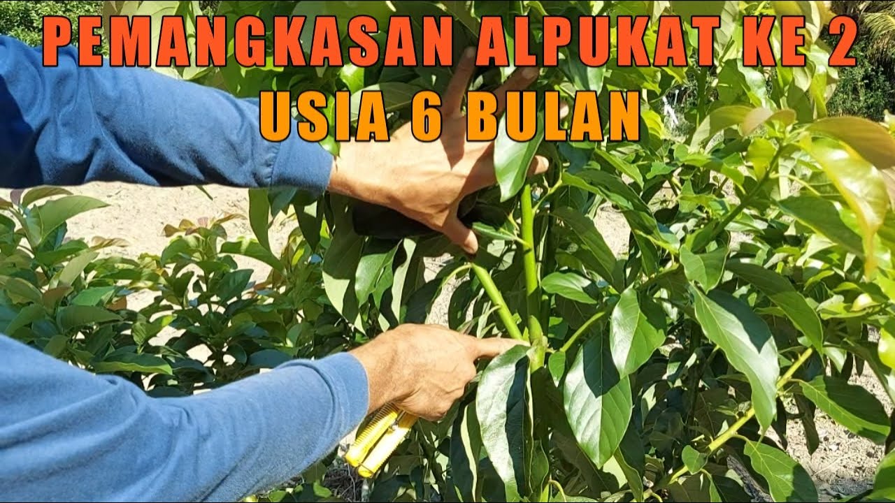 Pemangkasan ke Dua Pohon Alpukat Usia 6 Bulan