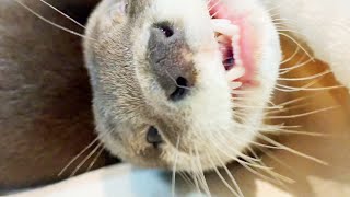 Dinner time [Otter life Day 34] もふもふの中でご飯