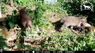 Father Fox encourages his Cubs out of the Den