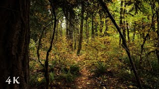 Wind River Secret Autumn Hike | Relaxing Ambient Nature Sounds, 4K