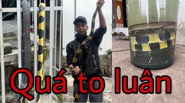 Cách làm rắn 🐍 ngâm rượu 🥃 cực dễ và an toàn!!!!