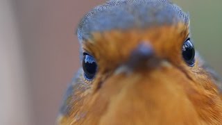 Robin Singing (Close-up Full HD)