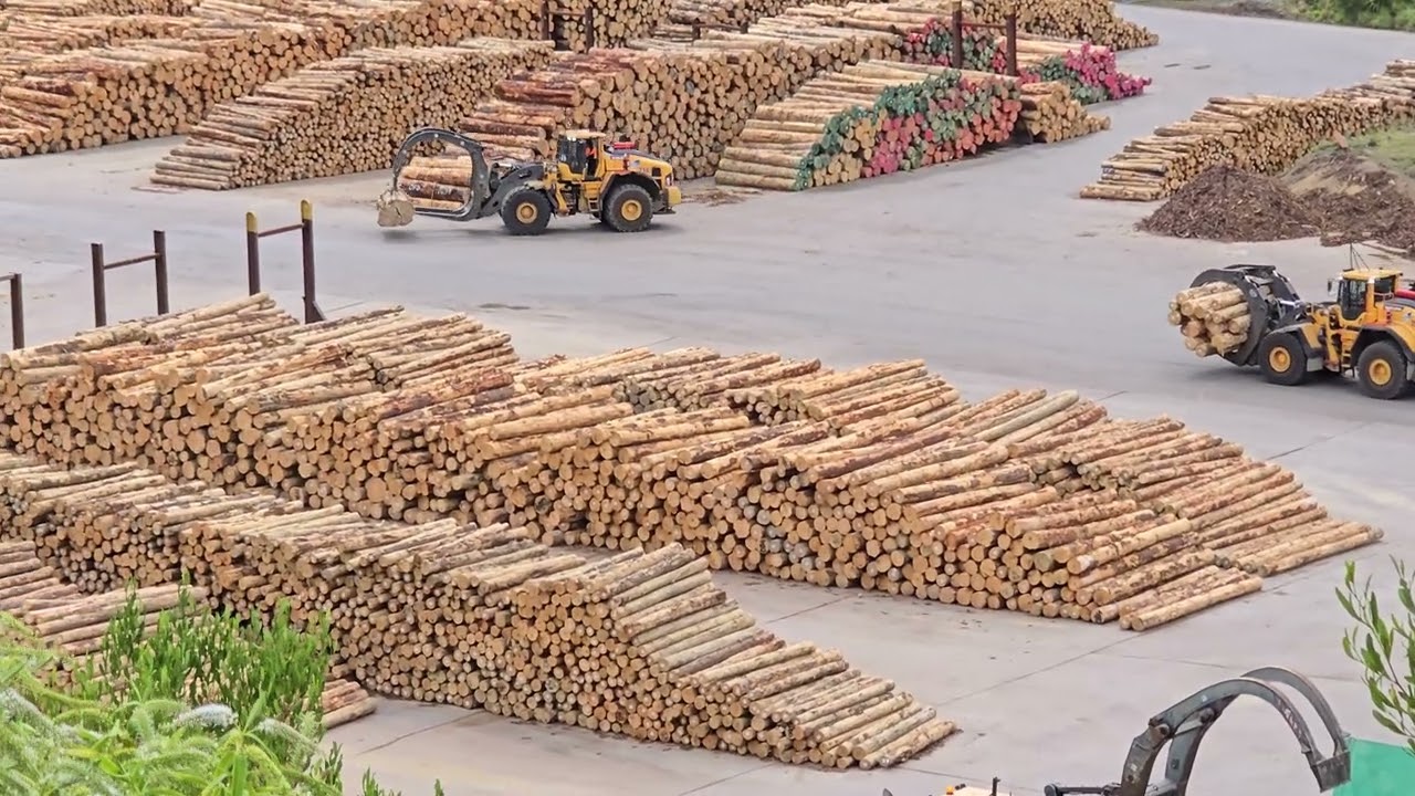 Logging activity, Shakespeare Bay, Picton, New Zealand