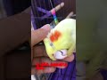Quer amansar sua calopsita? 😳 #calopsita #dicas #cockatiel