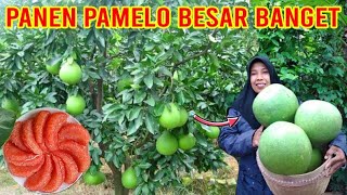 CARA MEMBEDAKAN CIRI-CIRI JERUK BALI ATAU PAMELO [POMELO FRUIT]